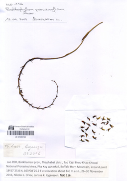LE 01050194