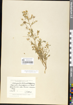 LE 01052106
