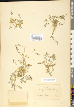 LE 01052115