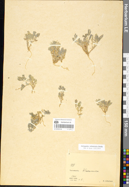 LE 01052116