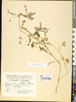 LE 01052117