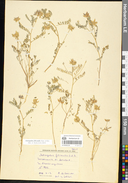LE 01052119