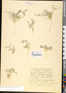 LE 01052231