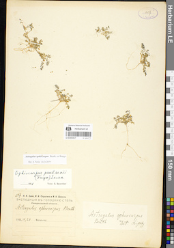LE 01052417