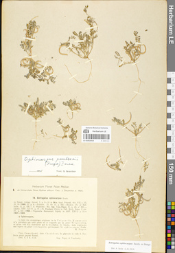 LE 01052418