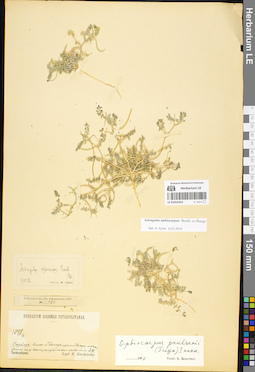 LE 01052423