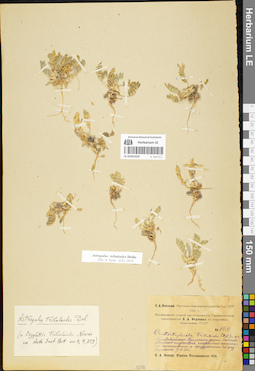 LE 01052429