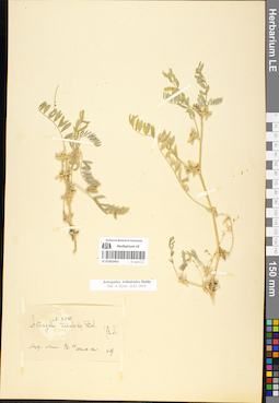 LE 01052431