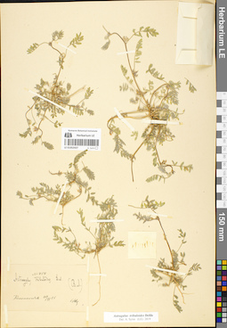 LE 01052437