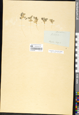 LE 01052440