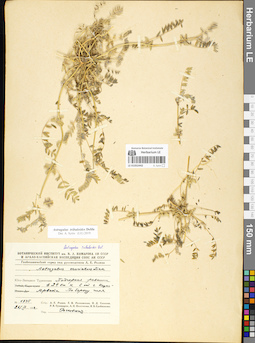 LE 01052442
