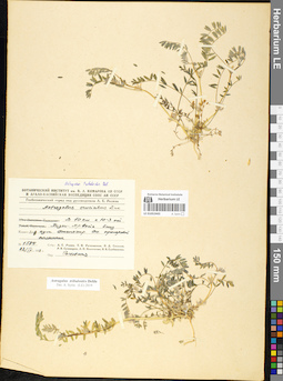 LE 01052443