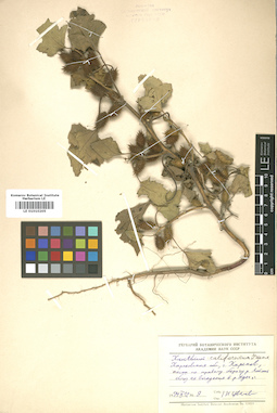 LE 01010205