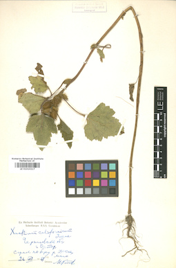 LE 01010217
