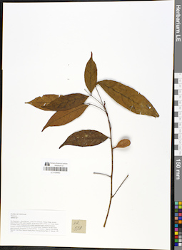 LE 01049483