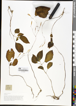 LE 01049487