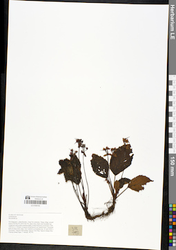 LE 01050153