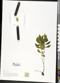 LE 01050174