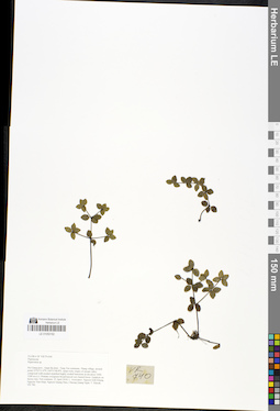 LE 01050182