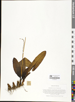 LE 01050199