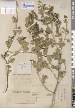LE 01311844