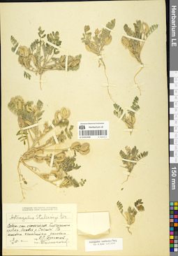 LE 01052448