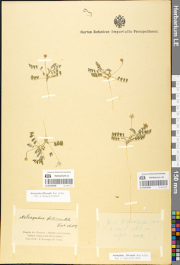 LE 01052038