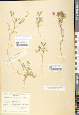 LE 01052194