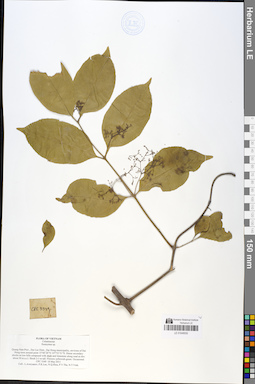 LE 01049050