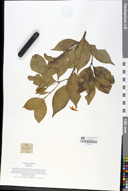 LE 01049053