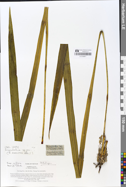 LE 01049671