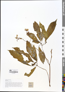 LE 01049783