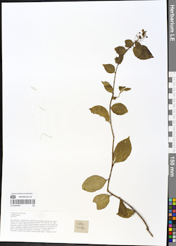 LE 01054020