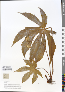 LE 01054064