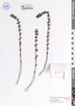 LE 01331132