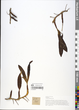LE 01054079