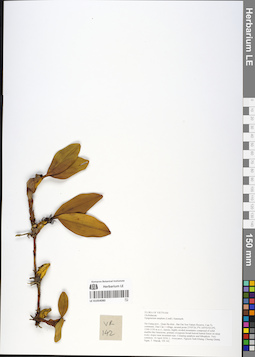 LE 01054080