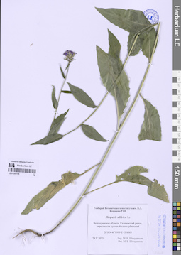 LE 01304146