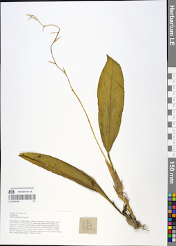 LE 01054186