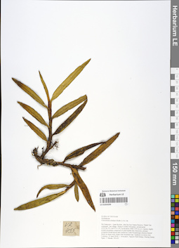 LE 01054299