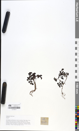 LE 01049117