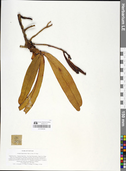 LE 01050336
