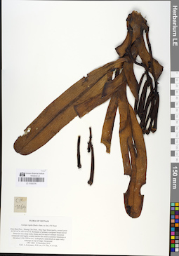 LE 01050376