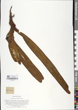 LE 01050456