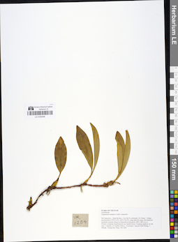 LE 01050496