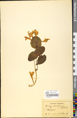 LE 01056101