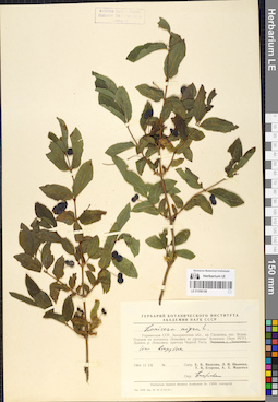 LE 01056158