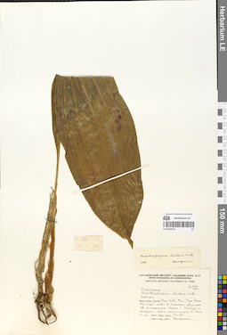 LE 01054515