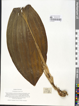 LE 01054524