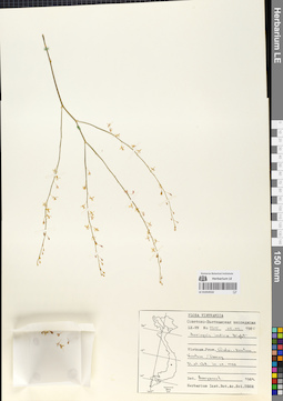 LE 01054532
